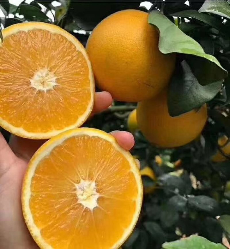 赣南脐橙