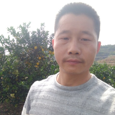赣南脐橙
