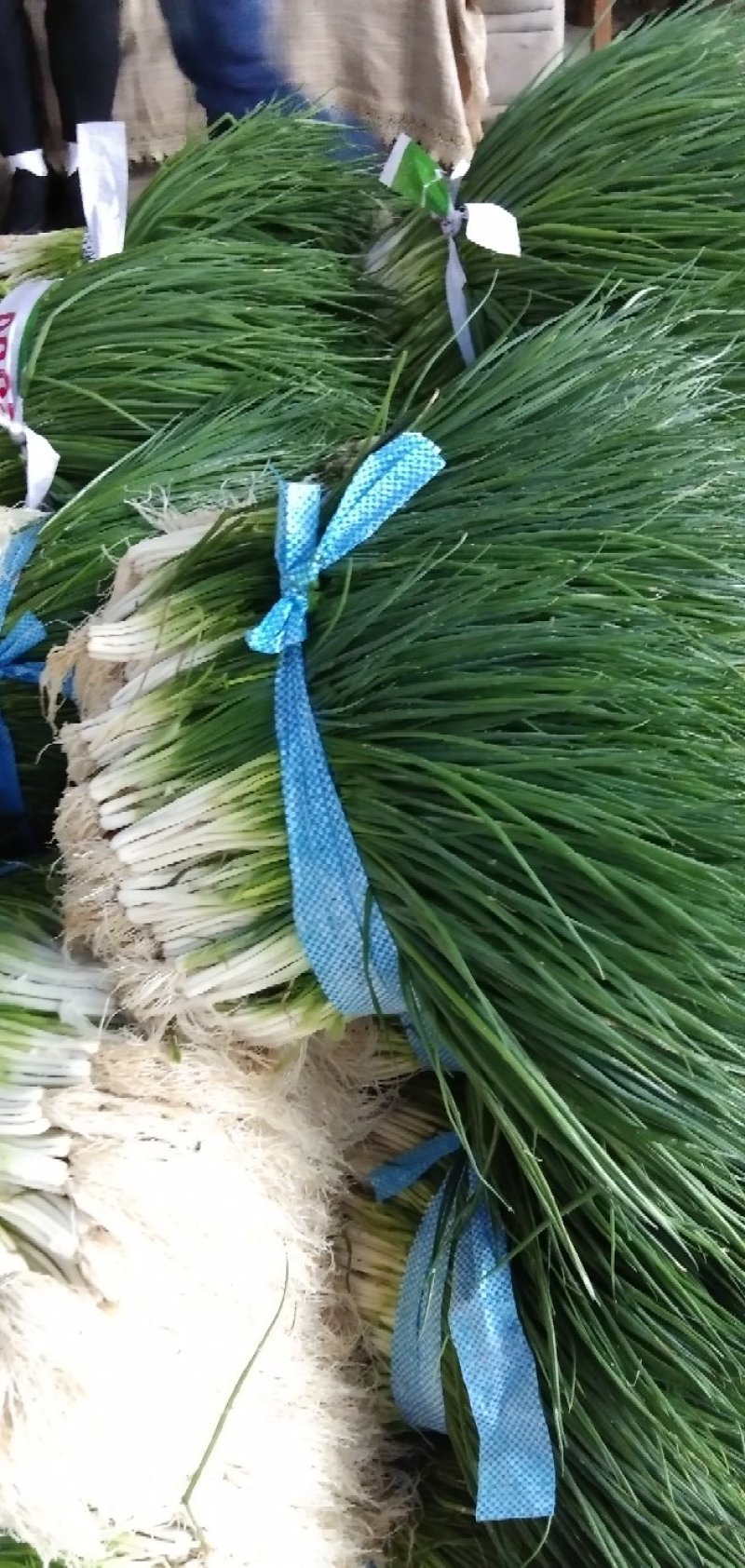 小葱