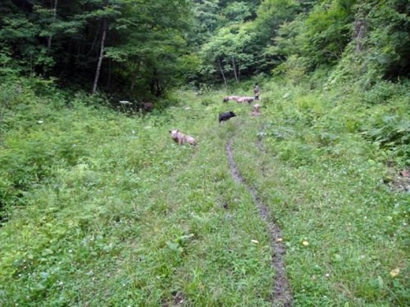 四川特产腊肉