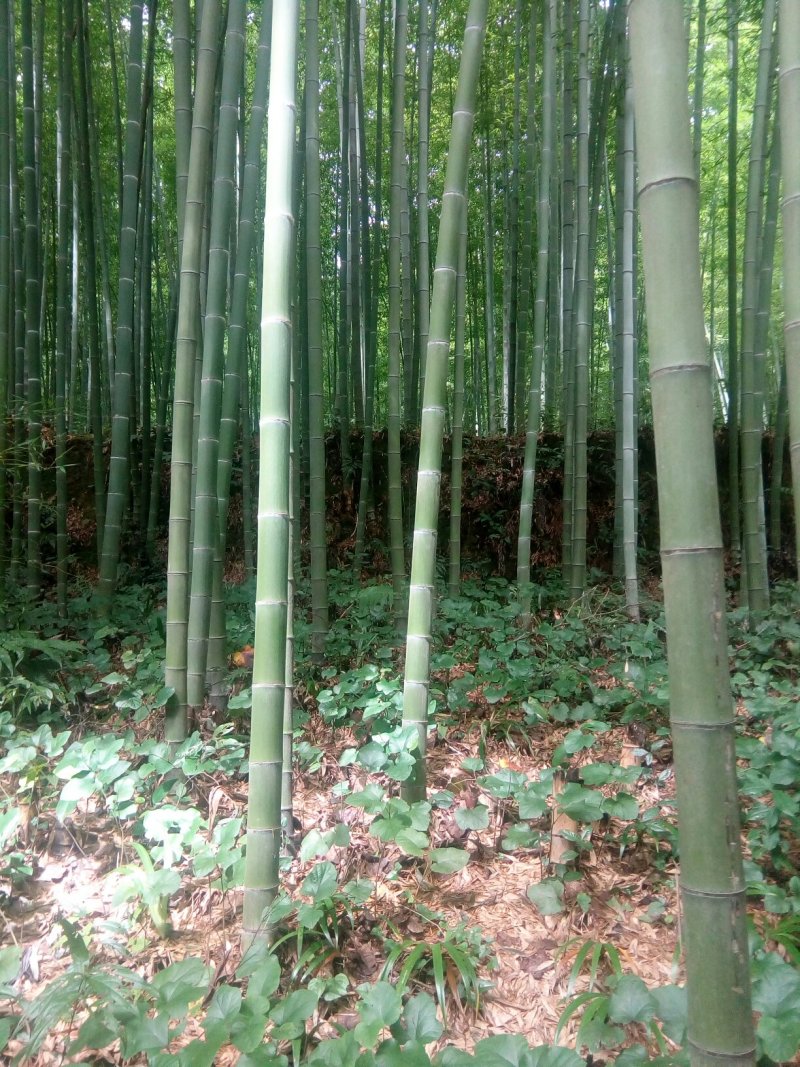 菜架竹子(欢迎来电）大棚竹竿，扶树竹竿，华蓥山直接发货