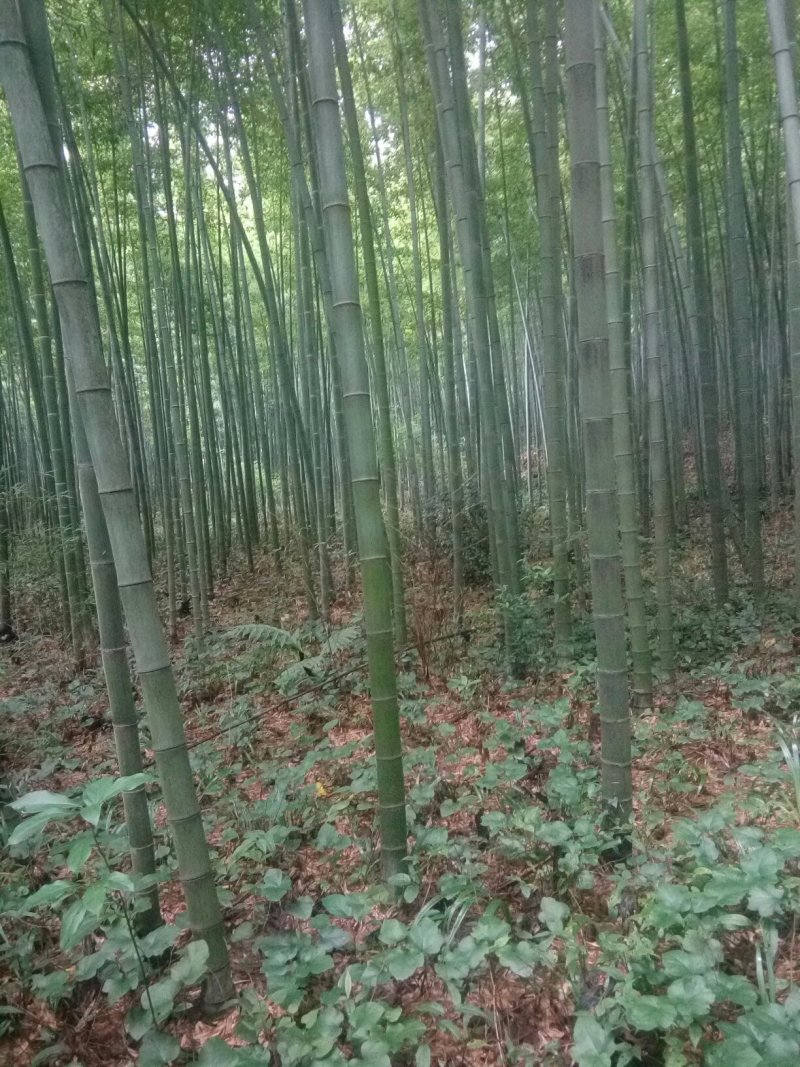 菜架竹子(欢迎来电）大棚竹竿，扶树竹竿，华蓥山直接发货