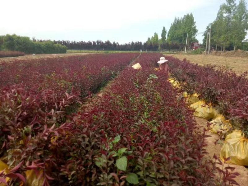 紫叶矮樱杯苗