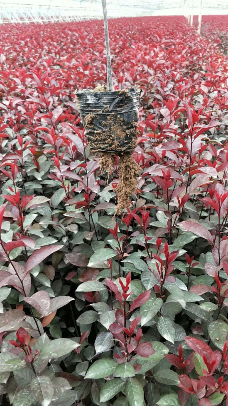 紫叶矮樱杯苗