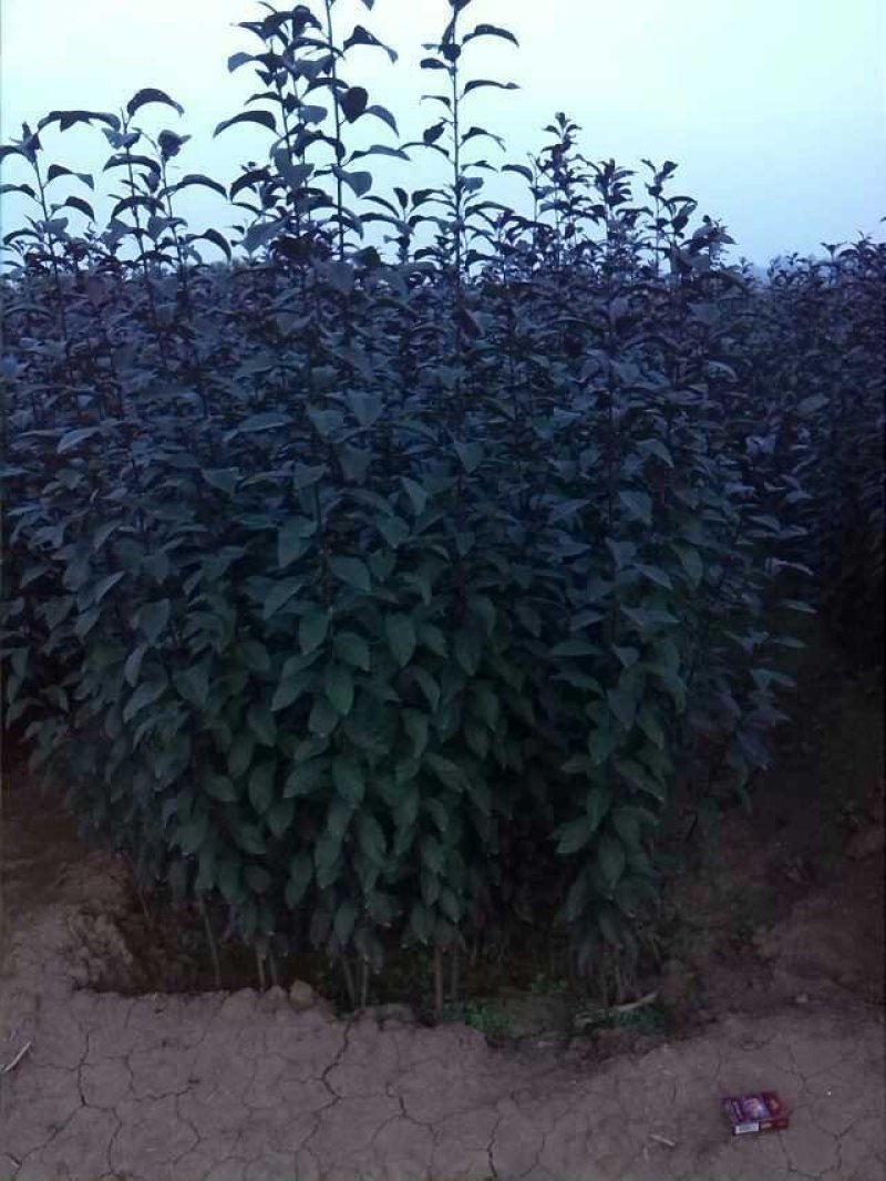 紫叶矮樱100cm