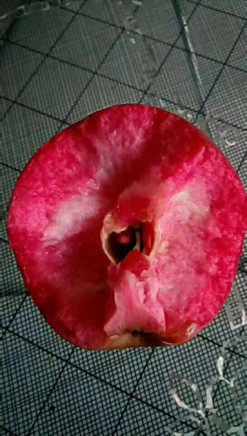 红肉苹果苗自家嫁接的树苗品种保纯