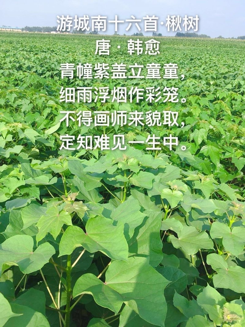 楸树我有，梓树大量供应，小苗更优惠。
