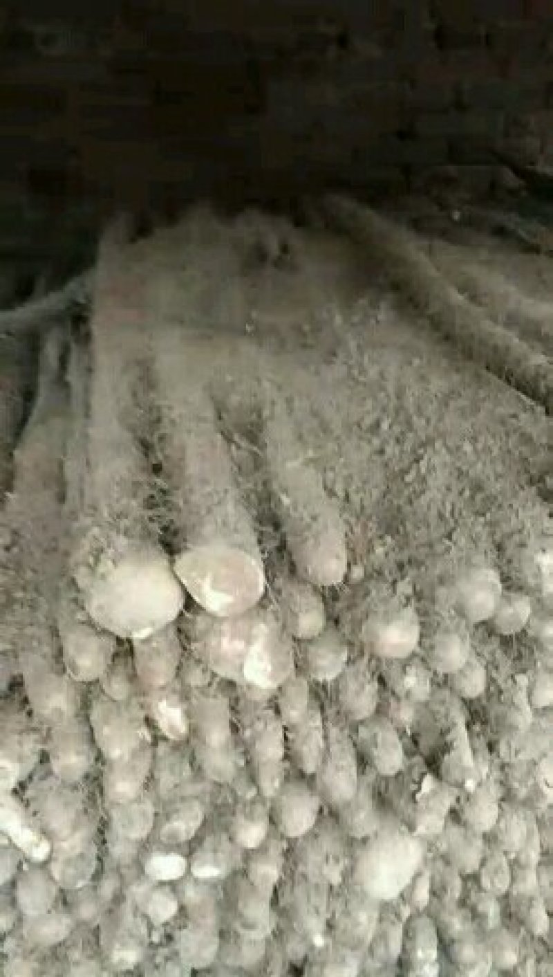 白玉山药大量走货中