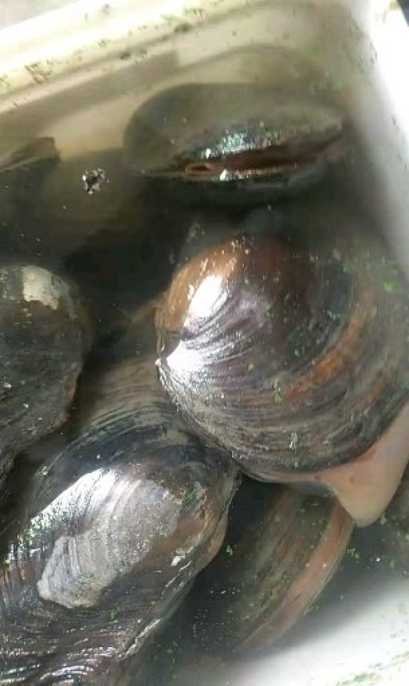贝类鲜货贝类鲜货需要从速