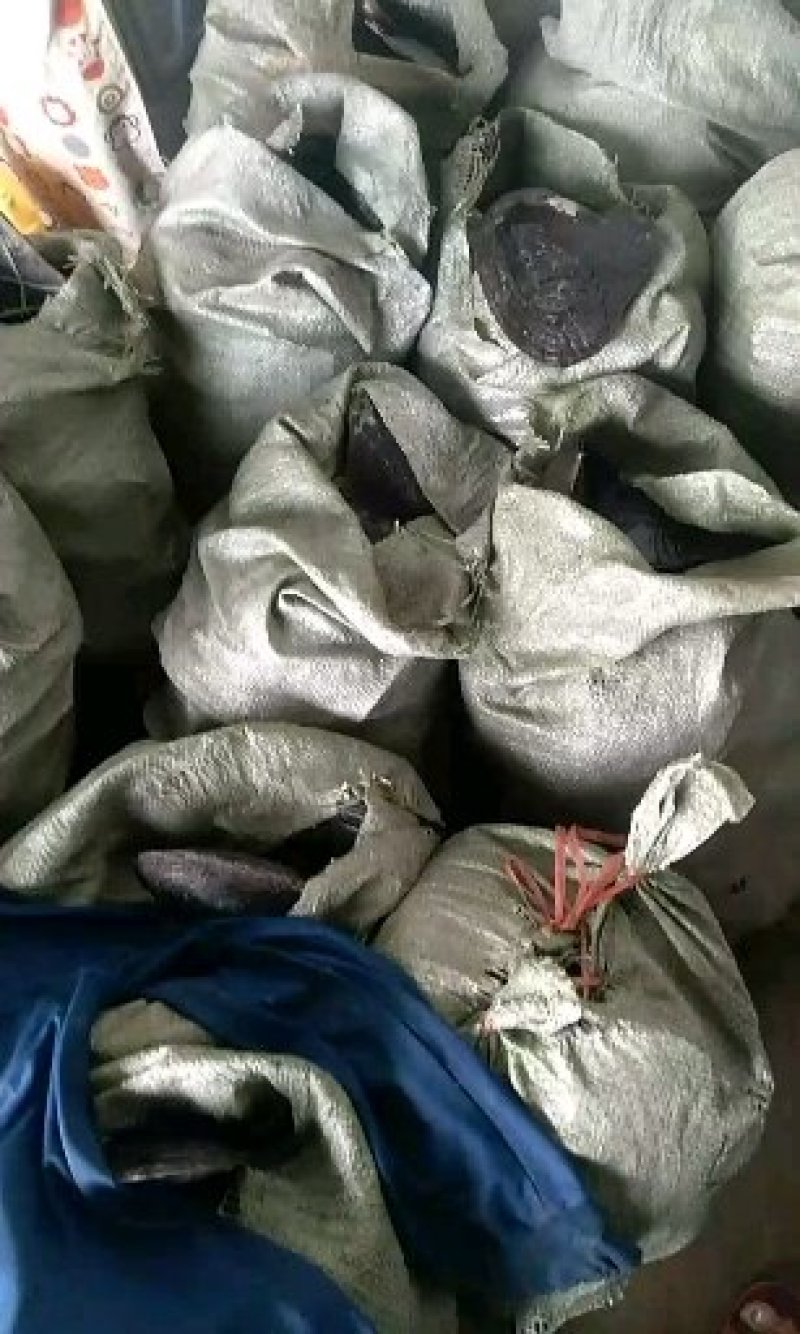 贝类鲜货贝类鲜货需要从速