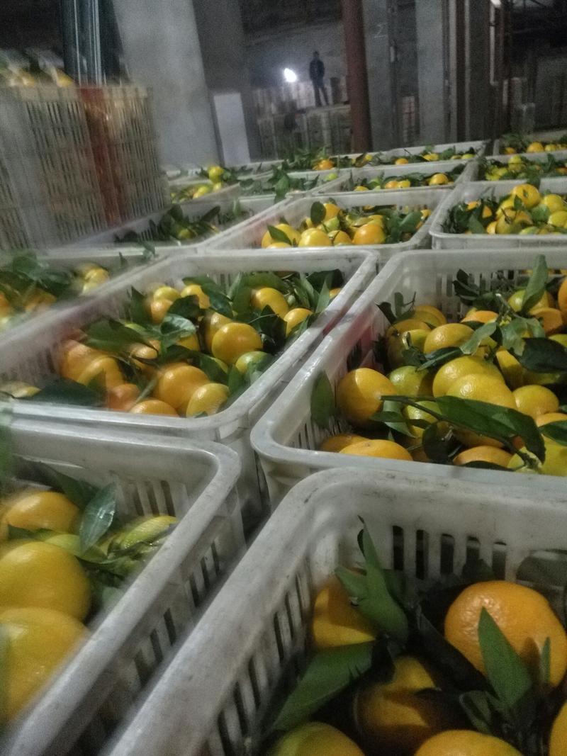 品质蜜橘叶桔大量上市中对接电商超市批发商一手货源量大从优