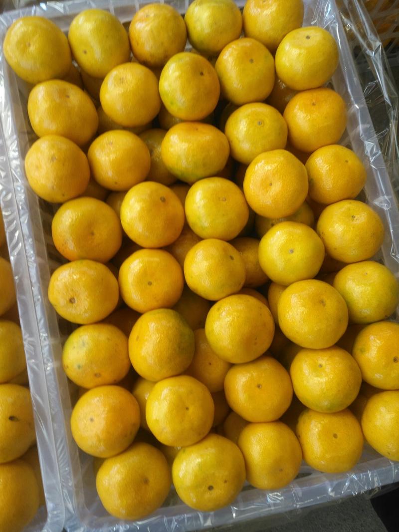 品质蜜橘叶桔大量上市中对接电商超市批发商一手货源量大从优