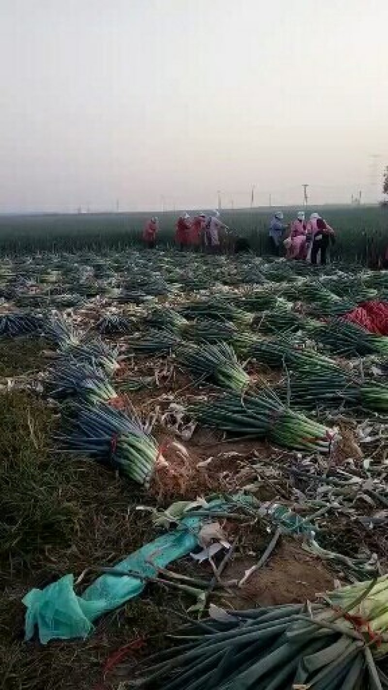 河北保定大葱基地欢迎您，专业大葱代办协会