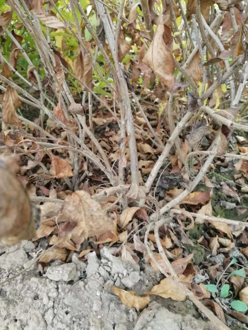 红王子金带