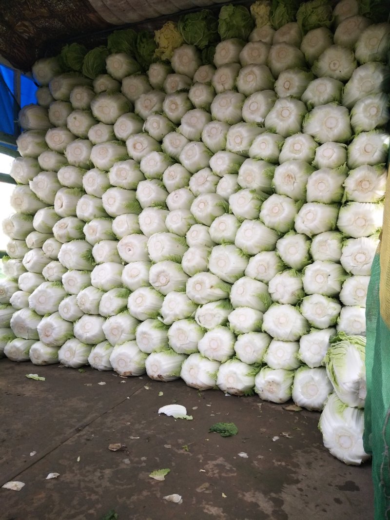 黄心菜