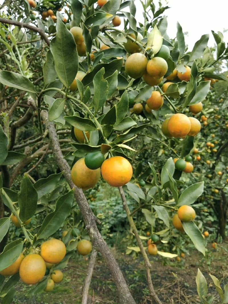 吉悦金桔