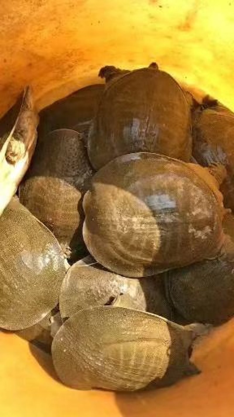 野生甲鱼品质保证