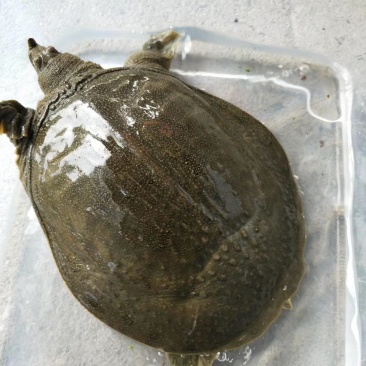 野生甲鱼品质保证