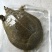 野生甲鱼品质保证