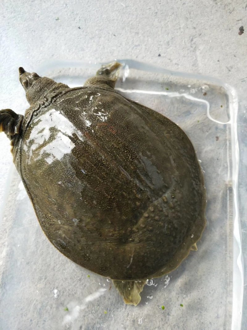 野生甲鱼品质保证
