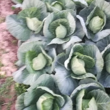 甘兰大量上市，质量上乘，价格便宜，