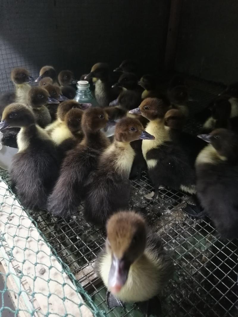 贵州遵义常年出售各种脱温白火鸭，黑火鸭，半番鸭，疫苗到位