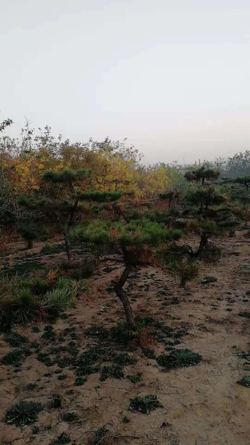 造型松