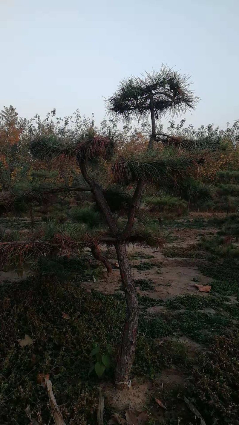造型松