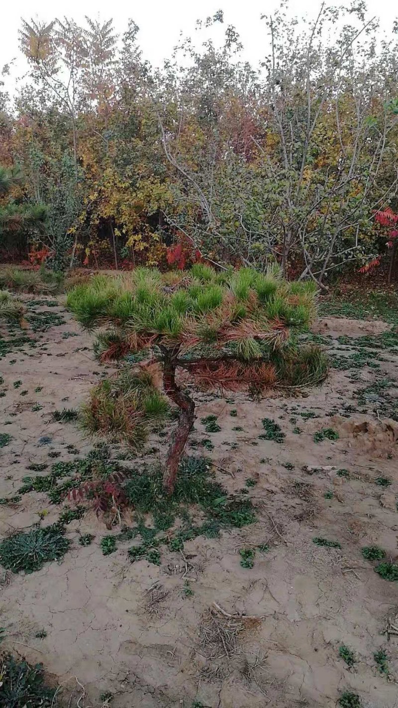 造型松