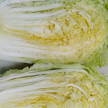 黄心白菜
