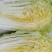 黄心白菜