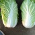 黄心白菜