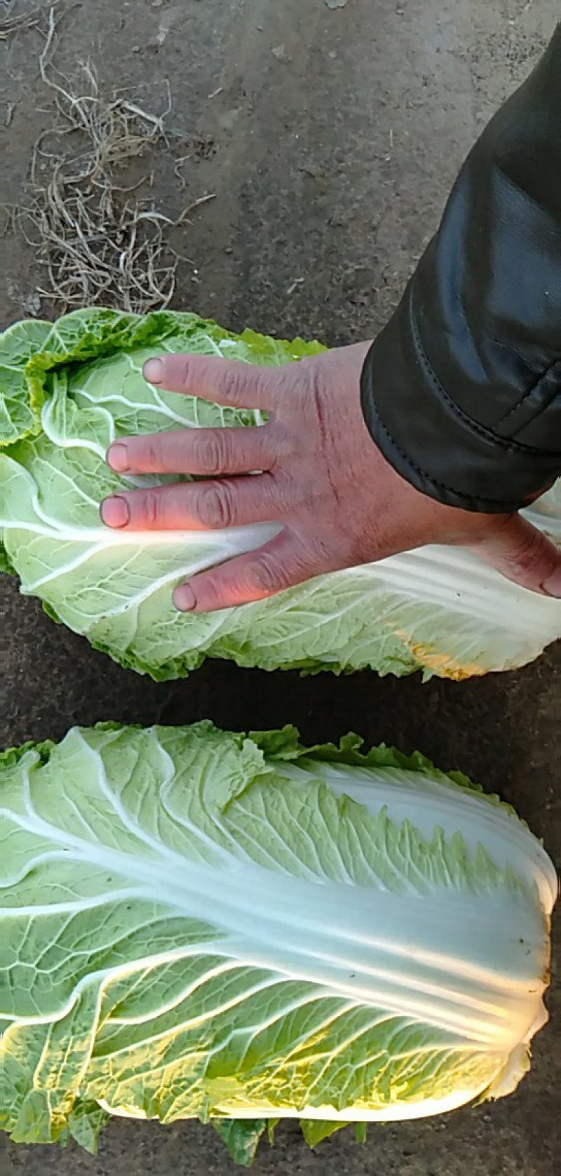 黄心白菜