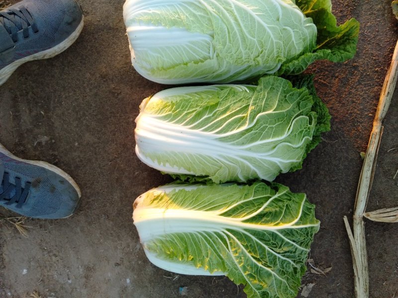 黄心白菜
