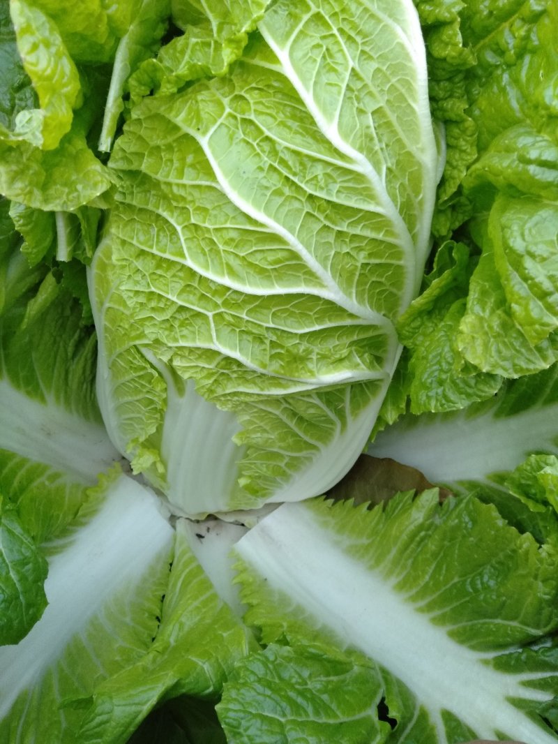 黄心白菜