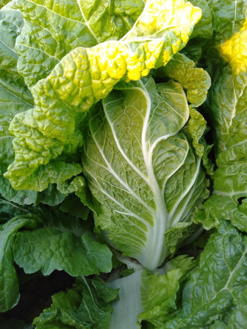 黄心白菜