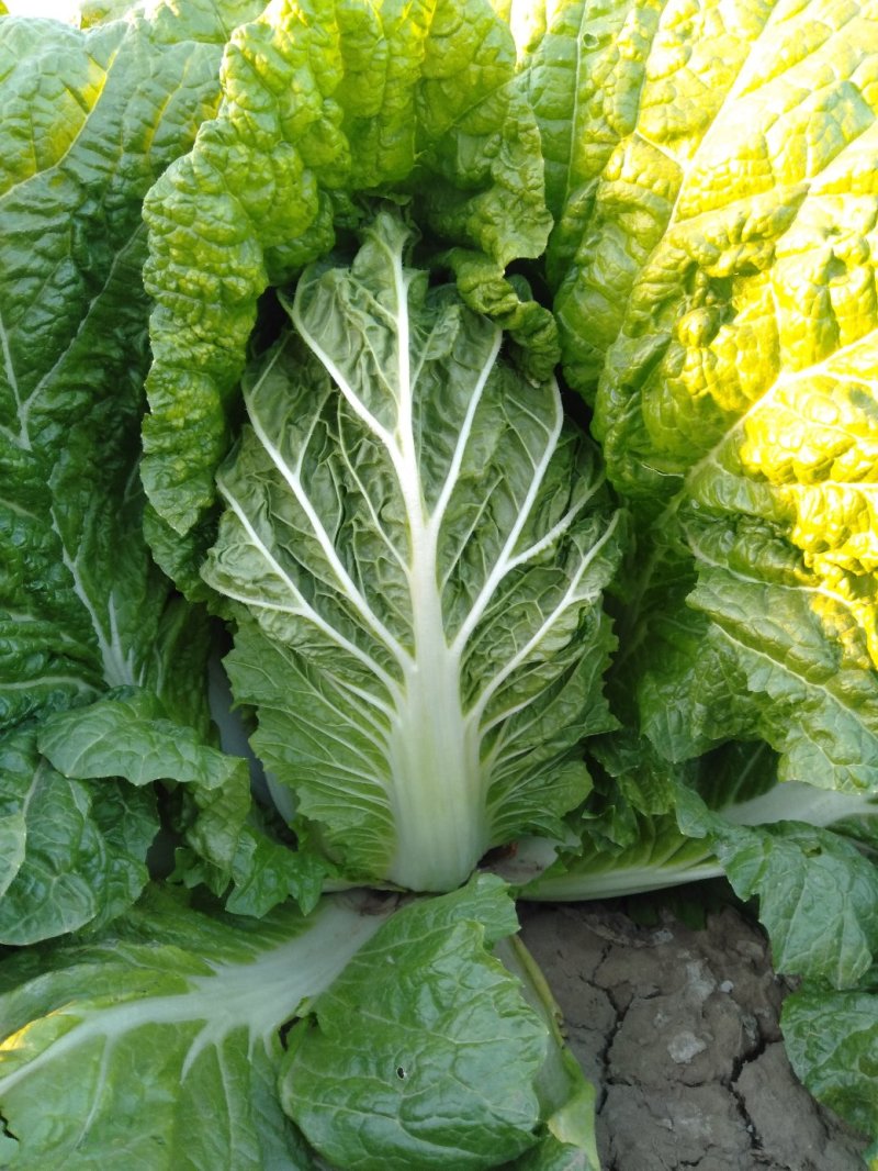 黄心白菜