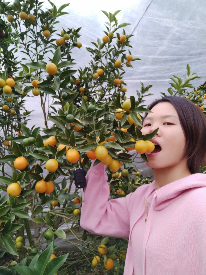 柑橘，广西桂林阳朔金桔