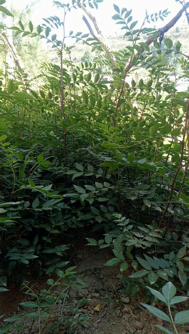 韩城大红袍花椒苗木合作供社
