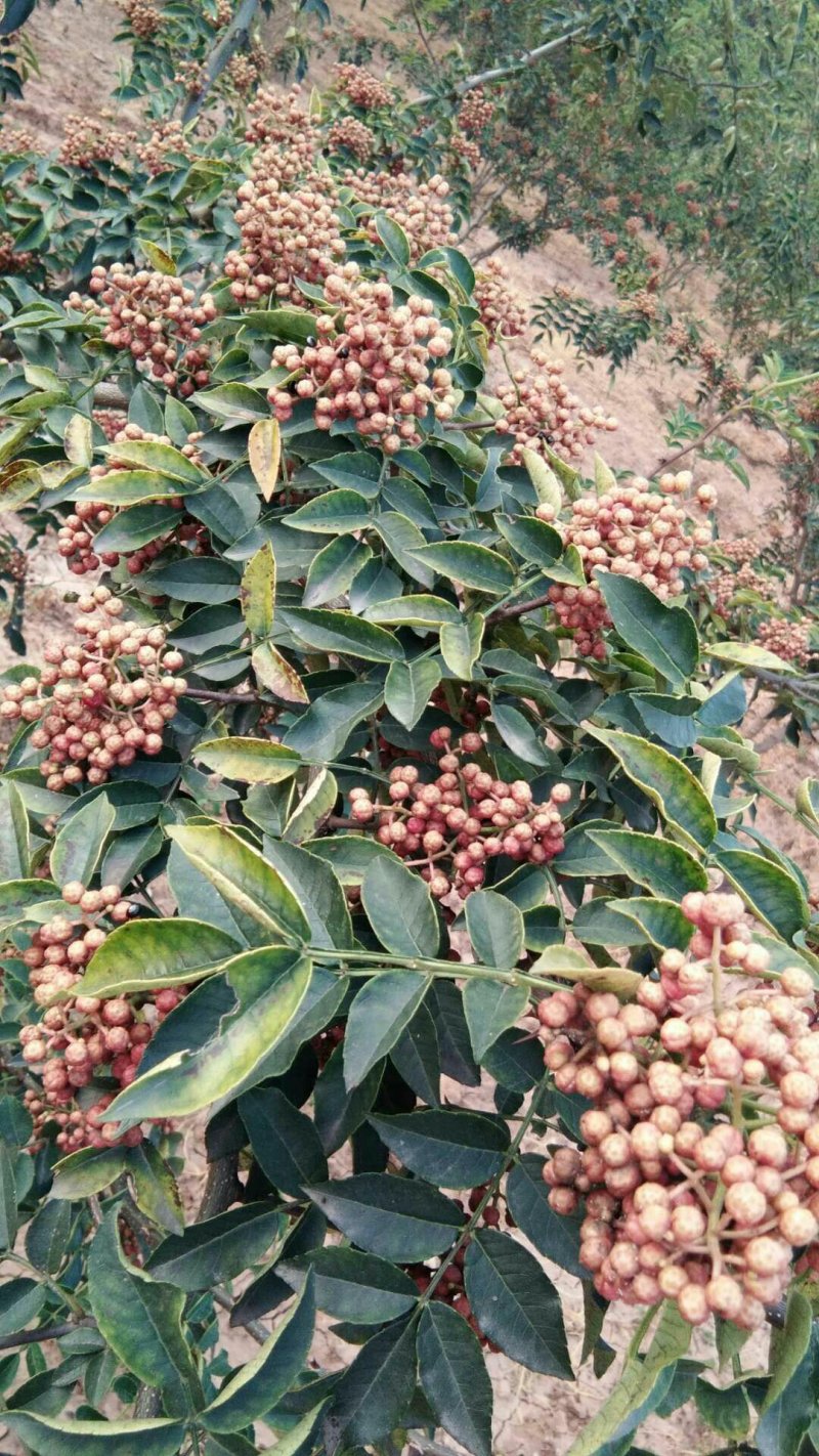 韩城大红袍花椒苗木合作供社