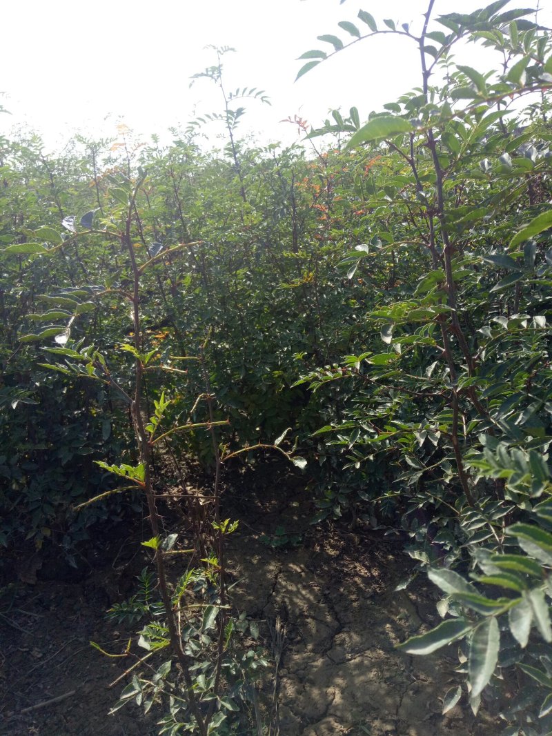 韩城大红袍花椒苗木合作供社