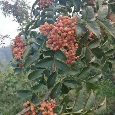 韩城大红袍花椒苗木合作供社