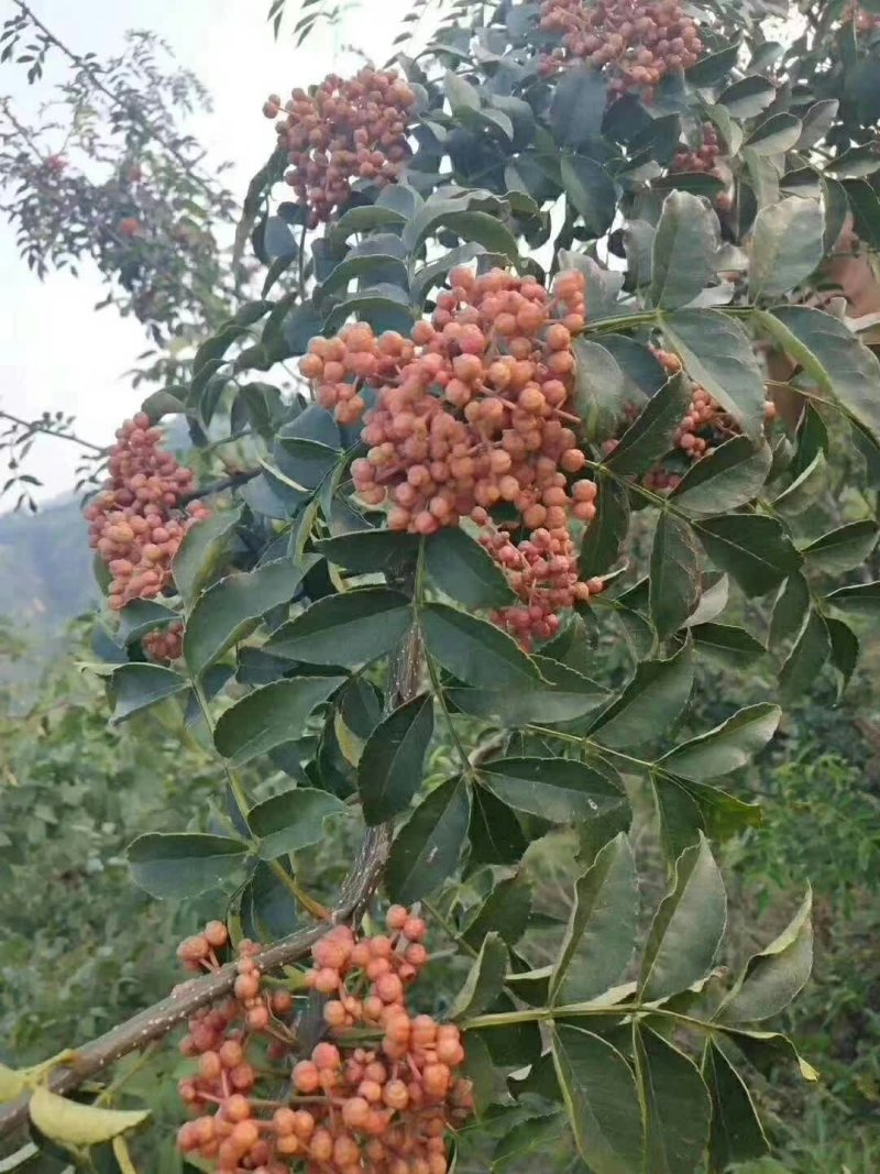 韩城大红袍花椒苗木合作供社