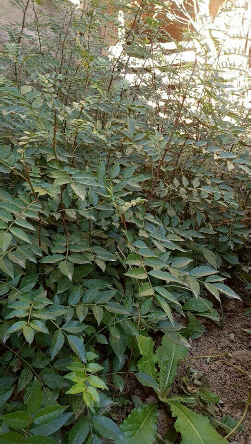 韩城大红袍花椒苗木合作供社