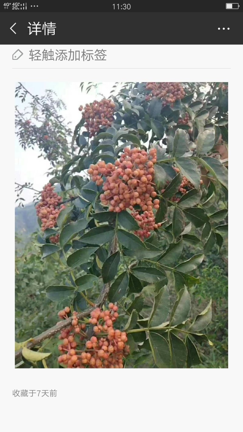 韩城大红袍花椒苗木合作供社