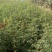韩城大红袍花椒苗木合作供社