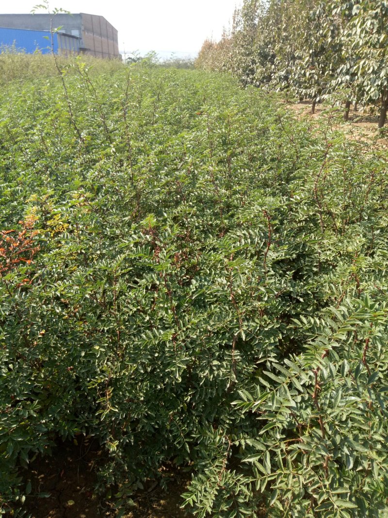 韩城大红袍花椒苗木合作供社