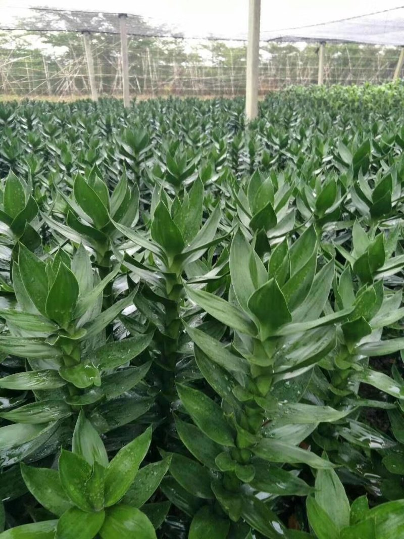 海南富贵竹基地直发带根观音竹莲花竹荷花竹批发水培莲花水竹