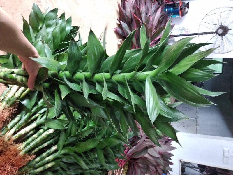 海南富贵竹基地直发带根观音竹莲花竹荷花竹批发水培莲花水竹