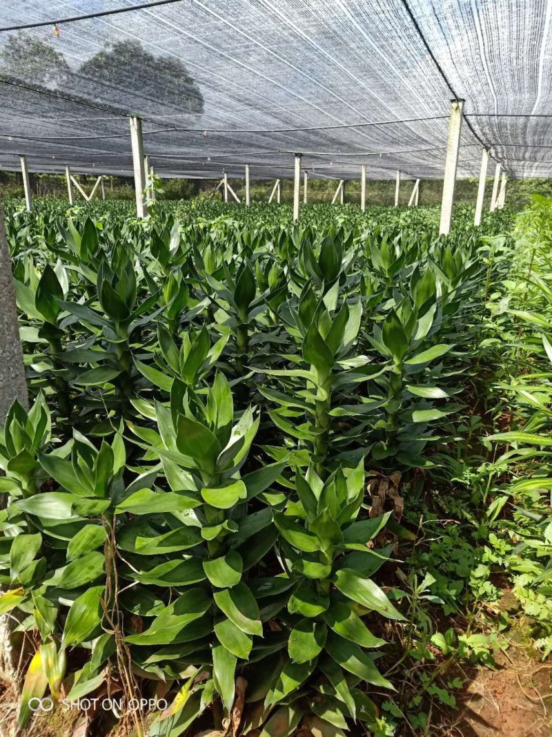 海南富贵竹基地直发带根观音竹莲花竹荷花竹批发水培莲花水竹